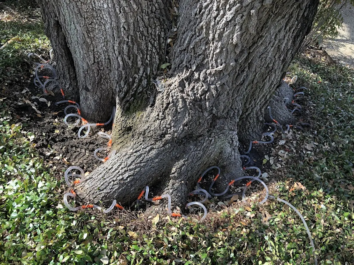Detailed Tree Cabling and Bracing job site in Ruby
